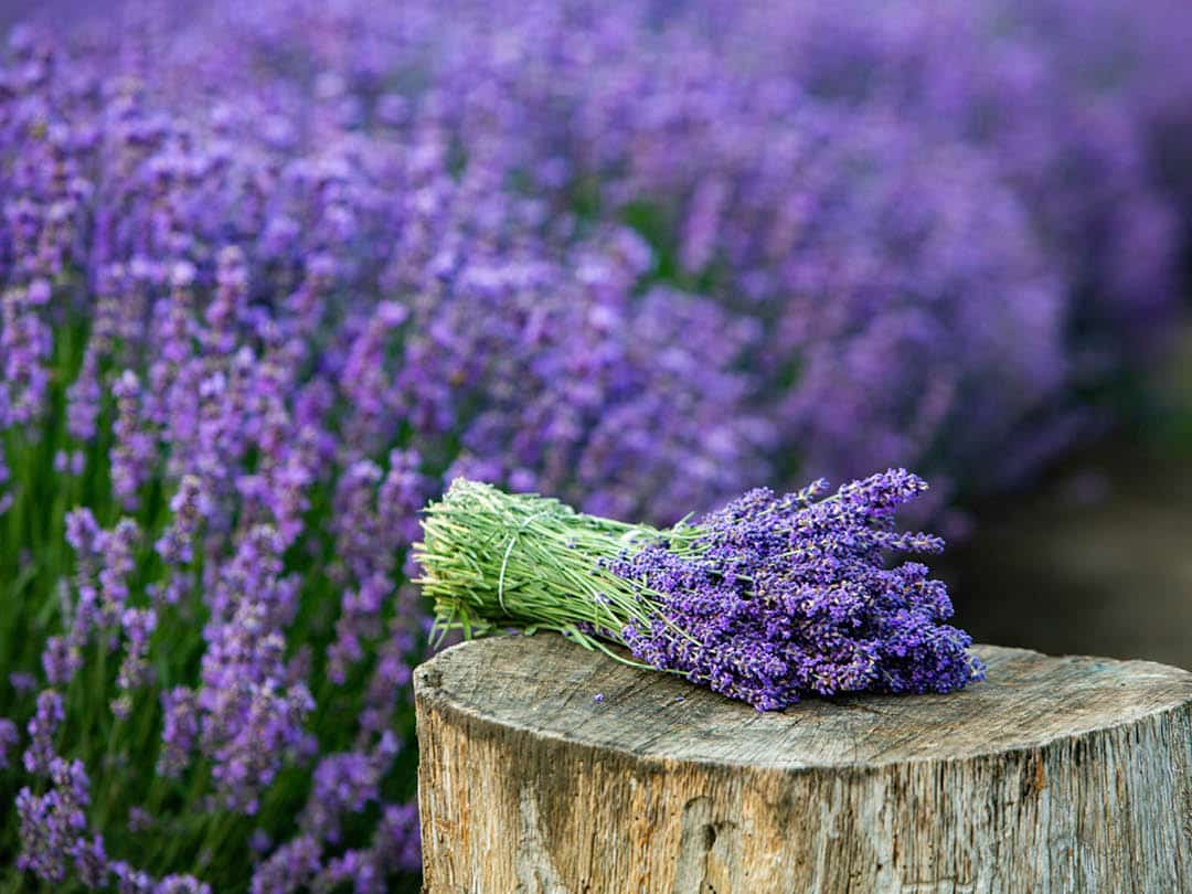 A bunch of lavender on tree stump