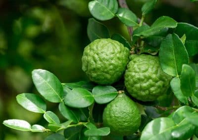 Bergamot (Citrus aurantium)