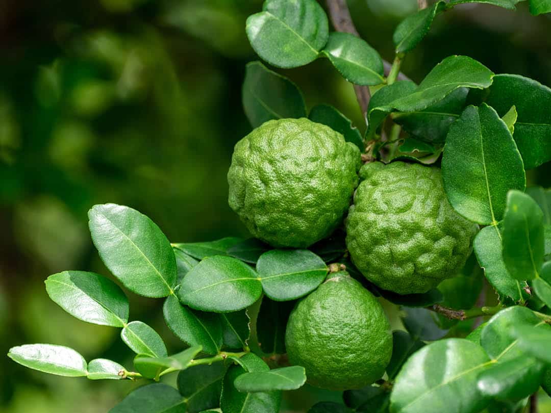A closeup of Bergamot