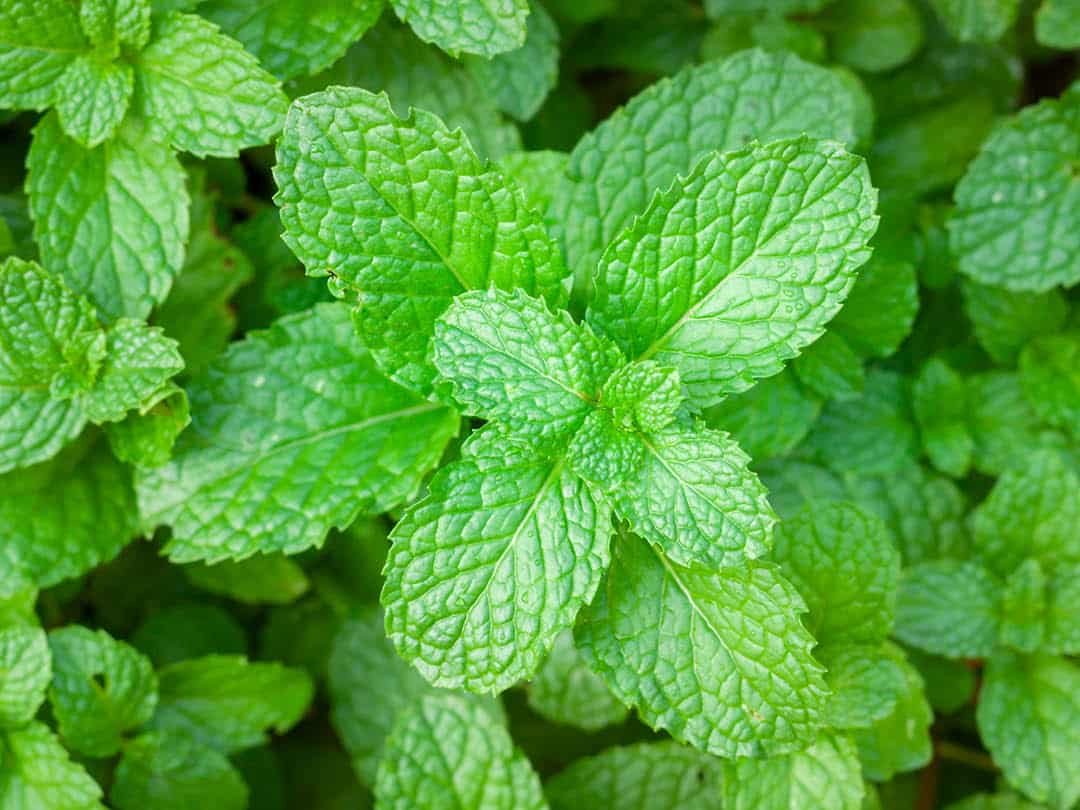 A closeup of Peppermint