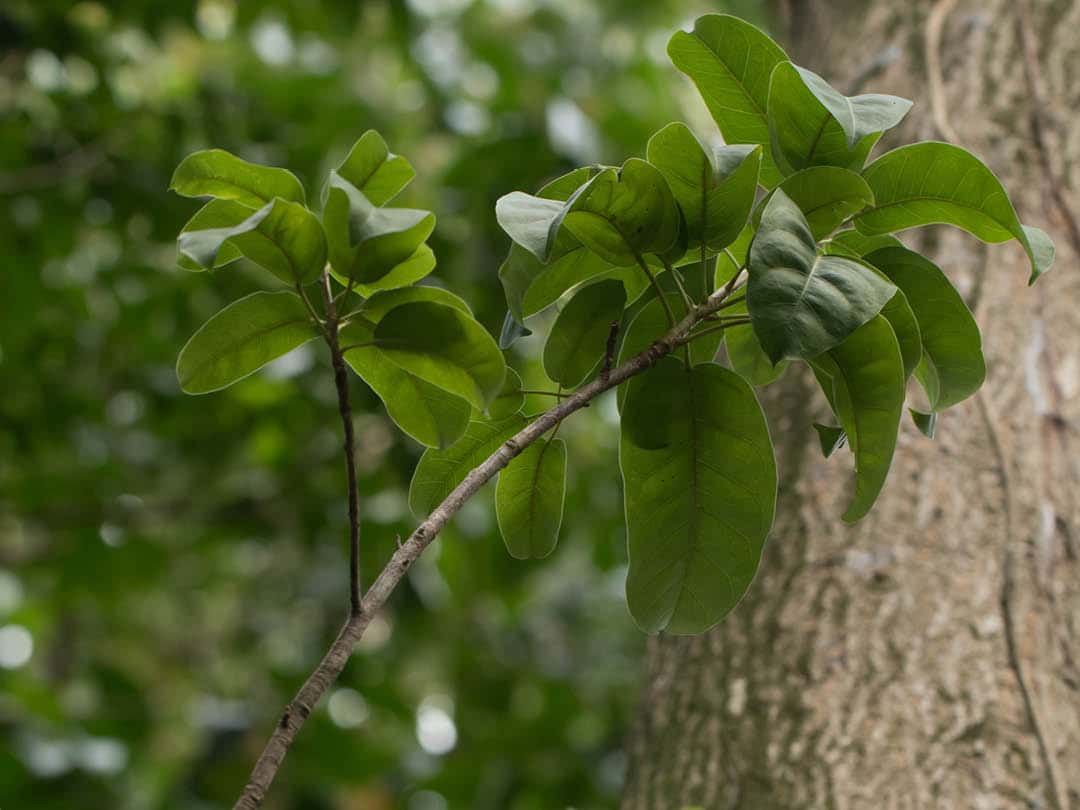 A closeup of Peru Balsam