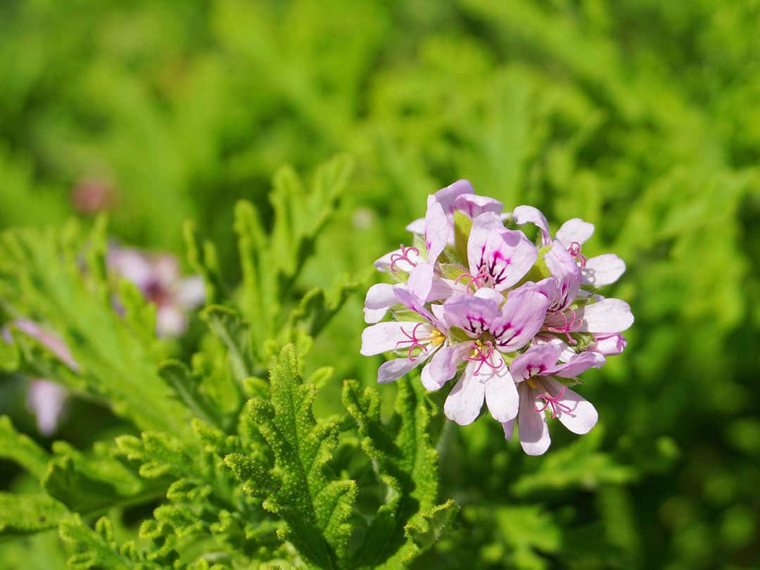 A closeup of Rose Geranium