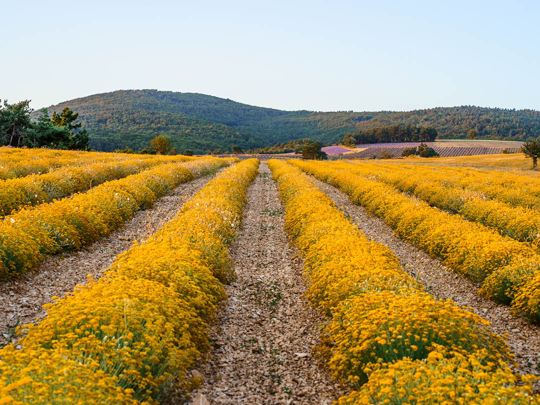 A field of Immortelle