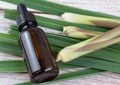 Lemongrass (Cymbopogon flexuosus)