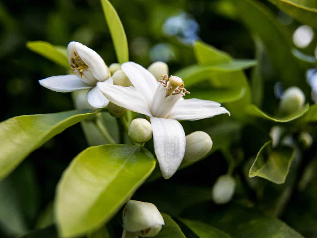 Neroli Citrus bigaradia