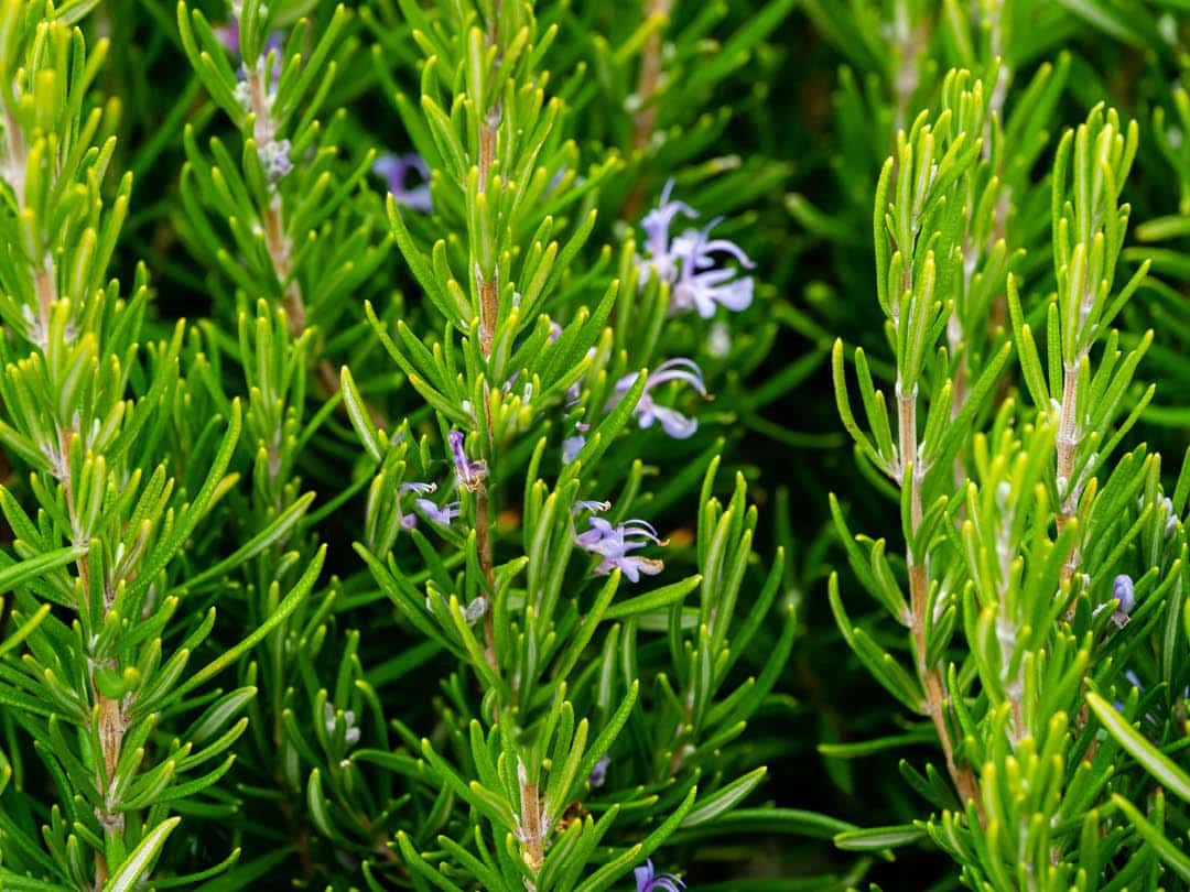 Rosemary