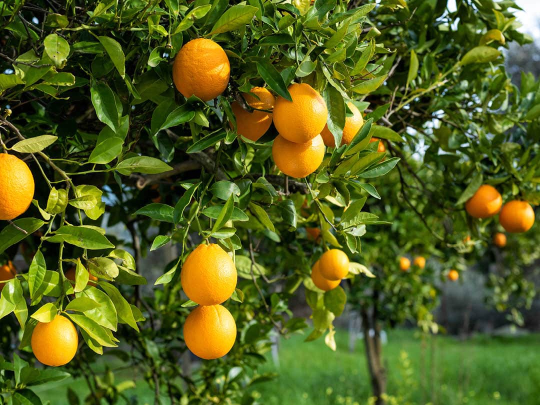 Sweet oranges on a tree