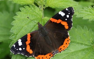 Cherish the gift of nature – Nettles