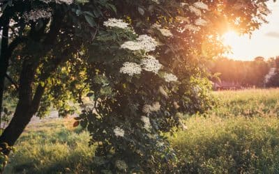 Elder Tree