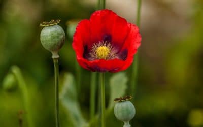 Ode to the Opium Poppy