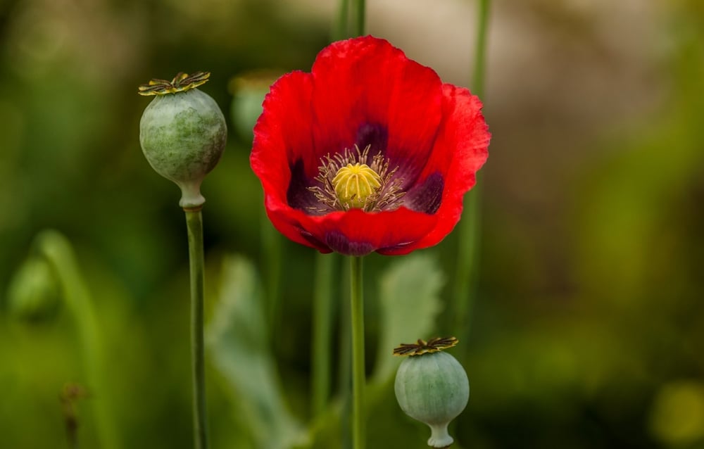 Opium Poppy