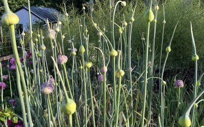 Never Turn Your Back on a Leek!