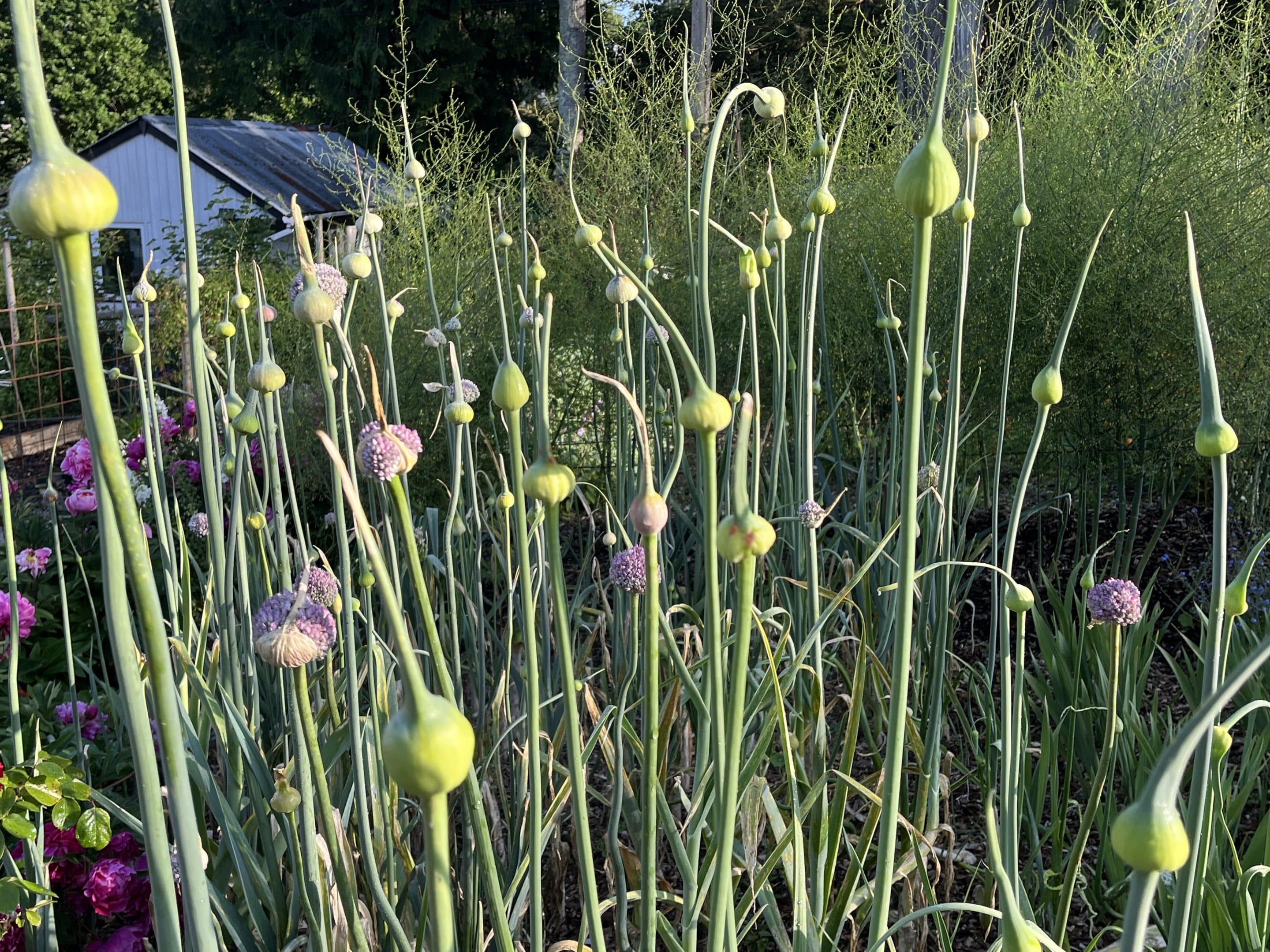 Garden Leeks