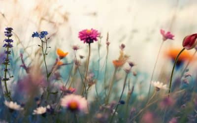 Chapter 4: Wild Rest – Rewilding Ourselves Through Nature