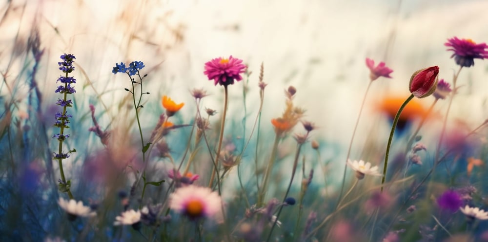 Wild Flowers